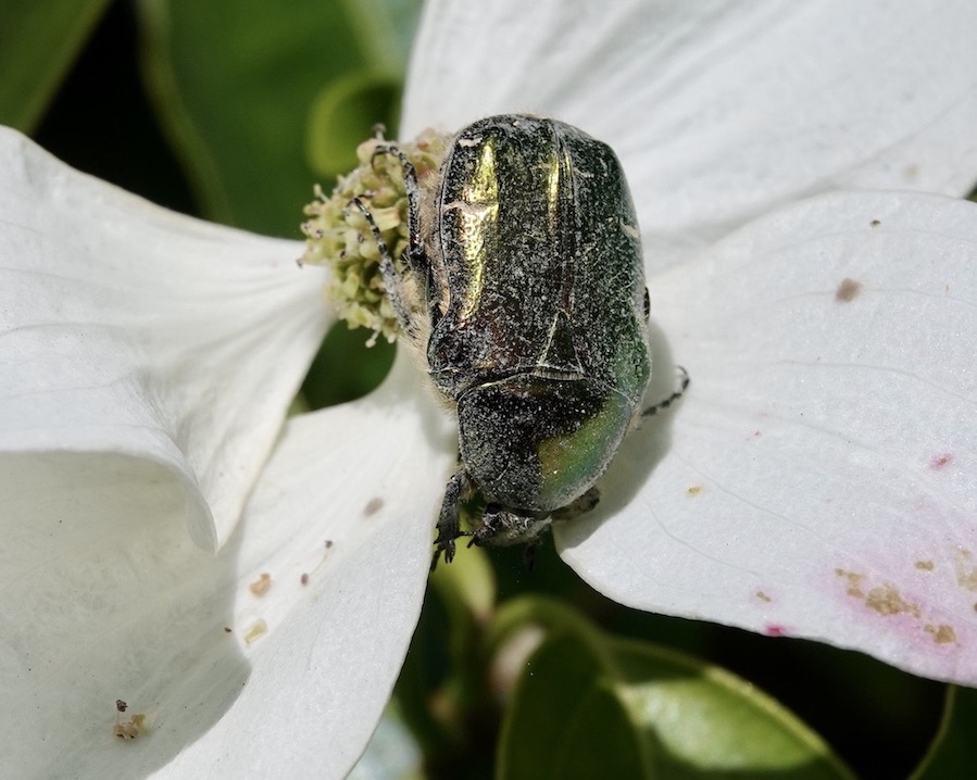 rose chafer